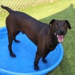 Adoptable (Official) Georgia Dogs for October 10, 2023