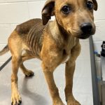 Adoptable (Official) Georgia Dogs for October 11, 2023