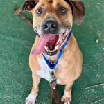 Adoptable (Official) Georgia Dogs for October 16, 2023