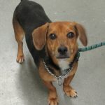 Adoptable (Official) Georgia Dogs for October 17, 2023