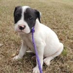 Adoptable (Official) Georgia Dogs for October 18, 2023