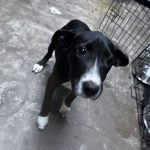 Adoptable (Official) Georgia Dogs for October 20, 2023