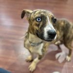 Adoptable (Official) Georgia Dogs for October 23, 2023