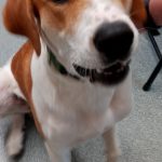 Adoptable (Official) Georgia Dogs for October 24, 2023