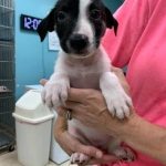 Adoptable (Official) Georgia Dogs for October 25, 2023