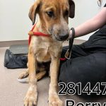 Adoptable (Official) Georgia Dogs for October 27, 2023