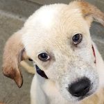 Adoptable (Official) Georgia Dogs for October 30, 2023