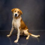 Adoptable (Official) Georgia Dogs for October 31, 2023