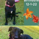 Adoptable (Official) Georgia Dogs for November 1, 2023