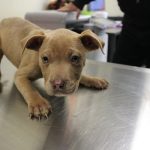 Adoptable (Official) Georgia Dogs for November 3, 2023