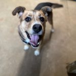 Adoptable (Official) Georgia Dogs for November 6, 2023