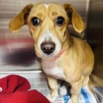 Adoptable (Official) Georgia Dogs for November 7, 2023