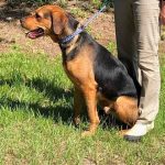 Adoptable (Official) Georgia Dogs for November 8, 2023