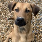 Adoptable (Official) Georgia Dogs for November 10, 2023