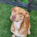 Adoptable (Official) Georgia Dogs for November 14, 2023