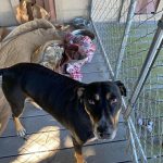 Adoptable (Official) Georgia Dogs for November 15, 2023