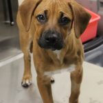 Adoptable (Official) Georgia Dogs for November 17, 2023