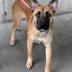 Adoptable (Official) Georgia Dogs for November 20, 2023