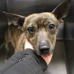 Adoptable (Official) Georgia Dogs for November 21, 2023