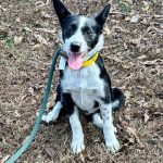 Adoptable (Official) Georgia Dogs for November 28, 2023