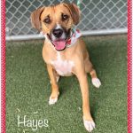Adoptable (Official) Georgia Dogs for November 29, 2023