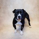 Adoptable (Official) Georgia Dogs for December 1, 2023