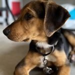 Adoptable (Official) Georgia Dogs for December 4, 2023