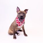 Adoptable (Official) Georgia Dogs for December 5, 2023