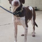 Adoptable (Official) Georgia Dogs for December 6, 2023