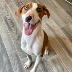 Adoptable (Official) Georgia Dogs for December 8, 2023