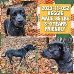 Adoptable (Official) Georgia Dogs for December 11, 2023