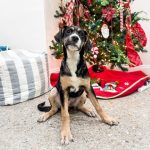 Adoptable (Official) Georgia Dogs for December 13, 2023