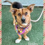 Adoptable (Official) Georgia Dogs for December 18, 2023