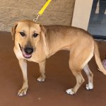 Adoptable (Official) Georgia Dogs for December 20, 2023