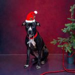 Adoptable (Official) Georgia Dogs for December 21, 2023