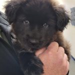 Adoptable (Official) Georgia Dogs for January 2, 2024