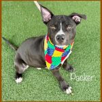 Adoptable (Official) Georgia Dogs for January 3, 2024