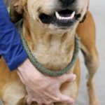 Adoptable (Official) Georgia Dogs for January 5, 2024