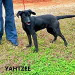 Adoptable (Official) Georgia Dogs for January 8, 2024