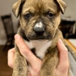 Adoptable (Official) Georgia Dogs for January 9, 2024
