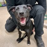Adoptable (Official) Georgia Dogs for January 10, 2024
