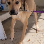 Adoptable (Official) Georgia Dogs for January 11, 2024