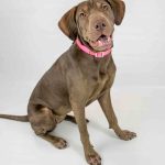 Adoptable (Official) Georgia Dogs for January 12, 2024