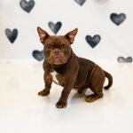 Adoptable (Official) Georgia Dogs for January 16, 2024