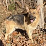 Adoptable (Official) Georgia Dogs for January 17, 2024