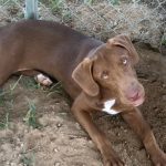 Adoptable (Official) Georgia Dogs for January 19, 2024