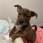 Adoptable (Official) Georgia Dogs for January 22, 2024
