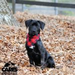 Adoptable (Official) Georgia Dogs for January 23, 2024