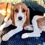 Adoptable (Official) Georgia Dogs for January 24, 2024