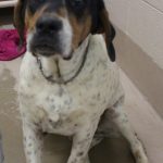 Adoptable (Official) Georgia Dogs for January 26, 2024